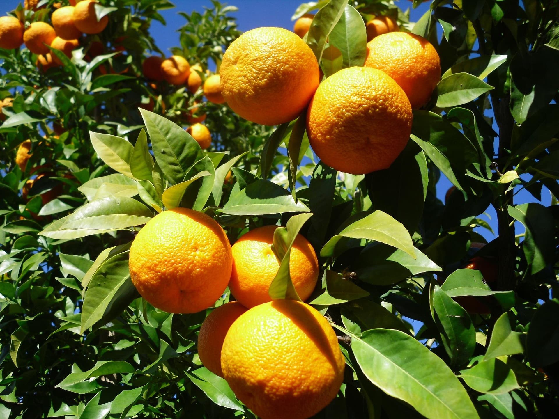 Orange trees on a Seville street