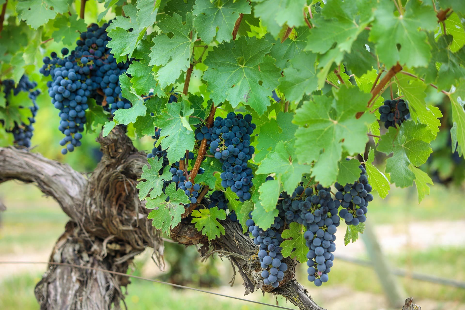 Grapes close up in a Spanish vineyard